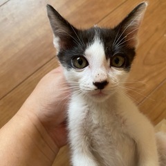 至急募集 子猫