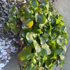 水草　ホテイ草