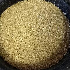 ○完売しました○令和6年産ヒノヒカリ　玄米30kg