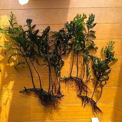 水草  ボルビディス3株