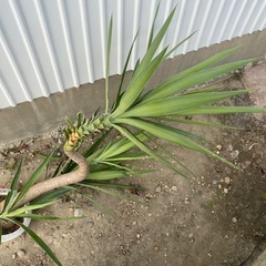 ユッカ　青年の木　エレファンティペスの画像