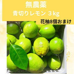 【青レモン無農薬約3kg★青花柚子5個と、すだち5個おまけ】