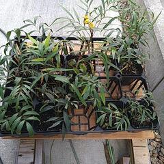 西洋南天の実生苗　庭木