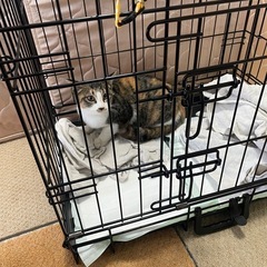 保護した猫の里親さん募集