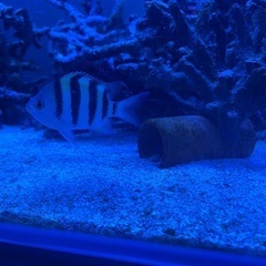 オヤビッチャ　海水魚