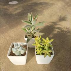 多肉植物 ミニ鉢3種類 まとめて
