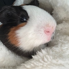 可愛いショートモルモット