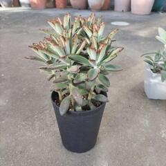 多肉植物 黒兎耳(くろとじ)