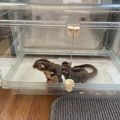 フクロモモンガ２匹