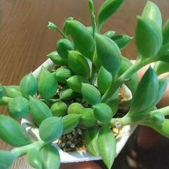 多肉植物 アーモンドネックレスの画像