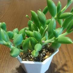 多肉植物 アーモンドネックレス
