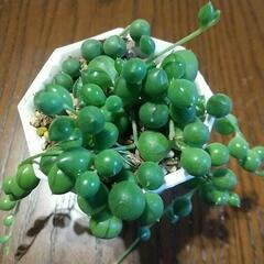 多肉植物 グリーンネックレス