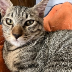 やさしい里親さんをまってます - 猫