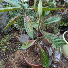 茂木びわ苗木