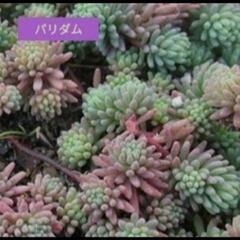 セダム•パリダム【11/13】（ご自身で好きなだけ採取出来る方）の画像