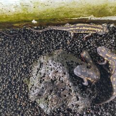 オキナワシリケンイモリ　5匹の画像