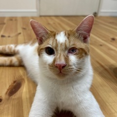 片目でも元気！愛嬌たっぷりな子の里親様募集してます。