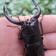 【オマケ 訳あり個体】アマミノコギリクワガタ 羽根パカペア