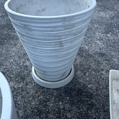 観葉植物 鉢 6つの画像