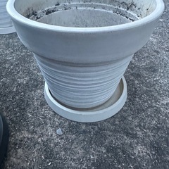 観葉植物 鉢 6つの画像
