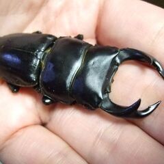 京都府産オオクワガタ F1 ♂63ミリ♀43.3ミリ　ペアの画像