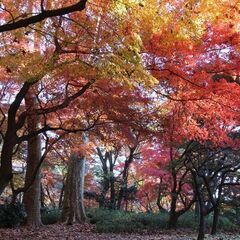 12/1(日)新宿ランチ会＋新宿御苑紅葉散策40代50代参加者募集 - 新宿区