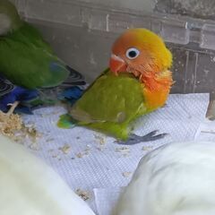 コザクラインコ入りました。
