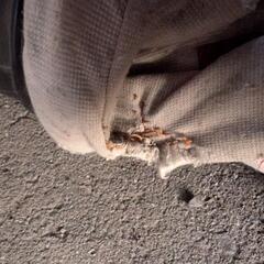 落ち葉掃除に　リョービRYOBI　ブロワバキュームの画像