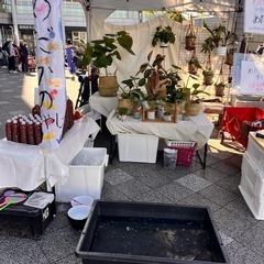 めだかすくい出店します✨