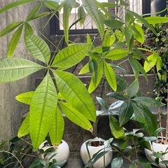 パキラ、ガジュマル他　植物小鉢　11鉢