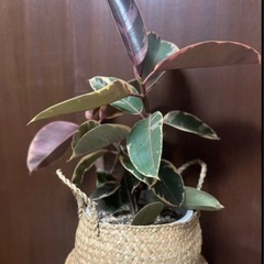 観葉植物販売いたします。の画像