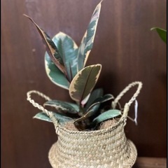 観葉植物販売いたします。