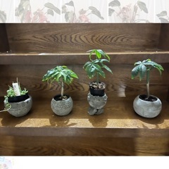 観葉植物販売いたします。の画像