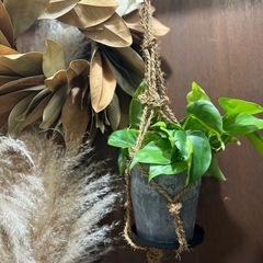 観葉植物販売いたします。の画像