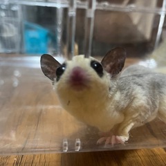 フクロモモンガ  メス