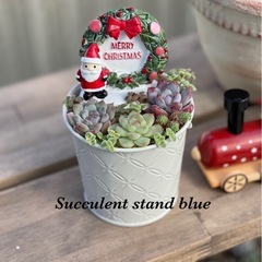 多肉植物の寄せ植え クリスマス