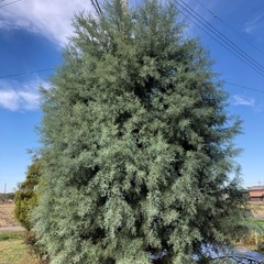 ブルーアイス　短い枝　45Lの袋にいれます。の画像