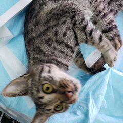 サバンナキャット　繫殖　トリオ　超セレブキャット　セール