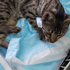 サバンナキャット　繫殖　トリオ　超セレブキャット　セール - 町田市