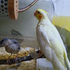 オカメインコ   11月9日 の様子