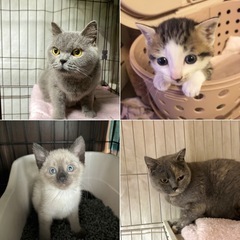 （ご参加ありがとうございました！）teamねこまんま 11月譲渡...