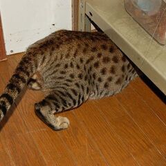 サバンナキャット　繫殖　トリオ　超セレブキャット　セール - ペット