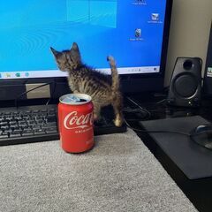 サバンナキャット　繫殖　トリオ　超セレブキャット　セール − 東京都