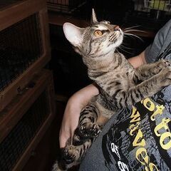 サバンナキャット　繫殖　トリオ　超セレブキャット　セール - 地元のお店