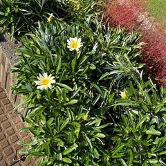 ガザニア　挿し芽 30株以上
