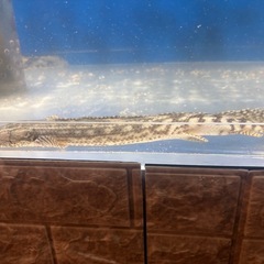 ポリプ　ラプラディ　アンソルギー　引き取りのみ　