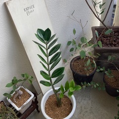 🌱ザミオクルカス　金銭樹

