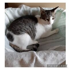 キジシロ 男の子 お膝の上が大好き 里親募集 名古屋