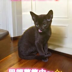 里親募集中！生後4ヶ月足長マンチカン♂(⋈◍＞◡＜◍)。✧♡