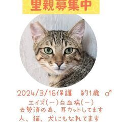 人馴れ猫慣れしてる1歳位の男の子
